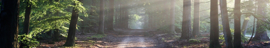 Dödsannonser